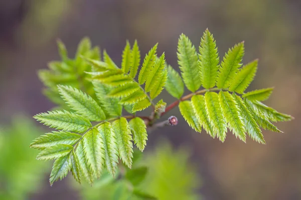 Вид Сверху Свежие Зеленые Листья Рябины — стоковое фото
