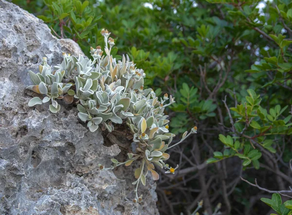 Planta Verde Con Las Raíces Sobre Relieve Textura Piedra Con —  Fotos de Stock