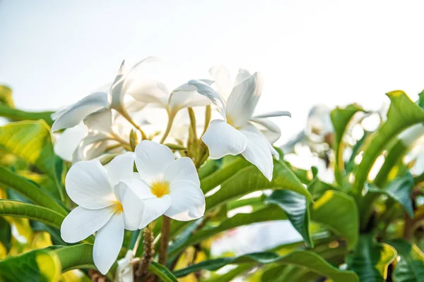 Foto Flores Blancas Amarillas Plumeria Una Rama Verde —  Fotos de Stock