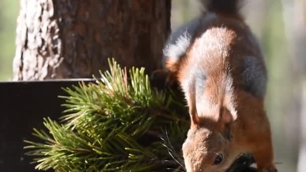 Wiewiórka siedząca na drzewie na karmniku w lesie lub parku. — Wideo stockowe