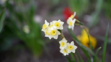Çiçek başlarının rüzgarda savrulduğu beyaz nergislerin videosu. Bahçeye yakın.