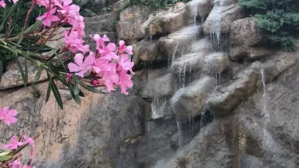 Рожеві Квіти Олеандра Літній Вечір Перед Красивим Водоспадом — стокове відео