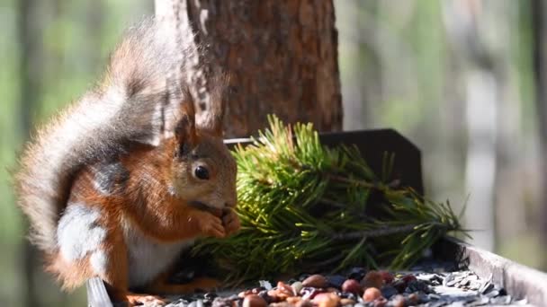 Scoiattolo Con Spazi Pelliccia Grigia Dopo Inverno Seduto Sull Albero — Video Stock