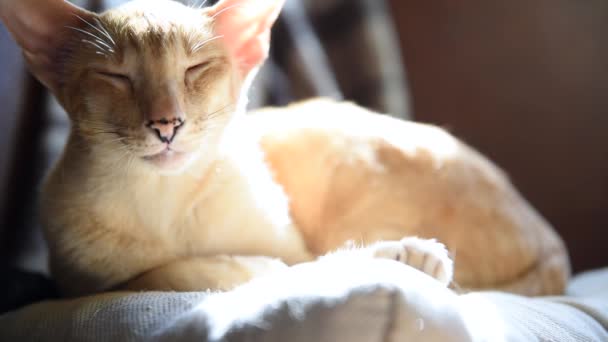 Lindo Jengibre Rojo Oriental Gato Caer Dormido Sofá Con Almohada — Vídeos de Stock