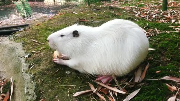 かわいい野生のアルビノの白い毛むくじゃらのムスクラット 川ネズミ ナトリウム 川沿いでパンを食べる — ストック動画