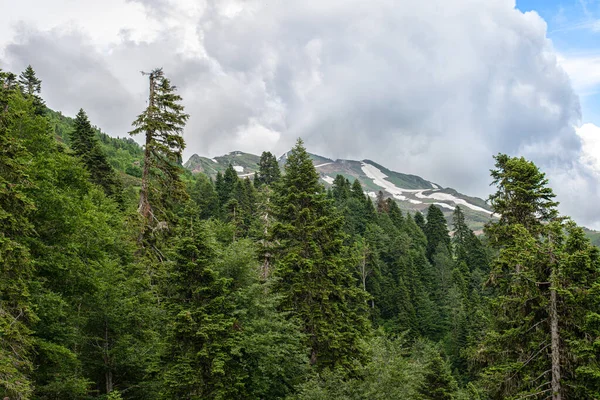 Subtropical mountain rain green forest with many evergreen trees