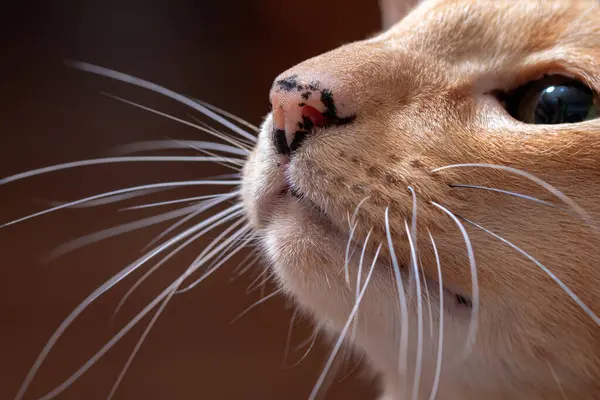 Ginger Gato Oriental Vermelho Com Bigode Gato Longo Close — Fotografia de Stock