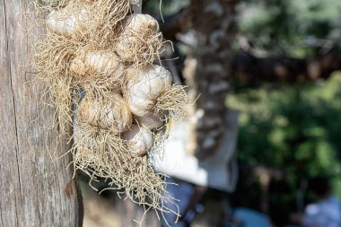 # Çiftlikteki bahçedeki ahşap direğe sarımsak sürüsü #