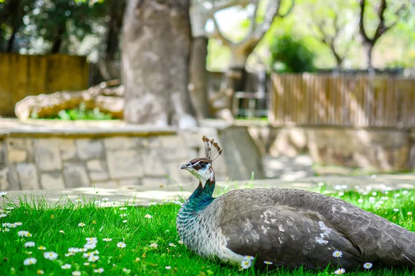 Peacock Taking Nap Green Grass Camomile Flowers Yard Farm — Stock Photo, Image