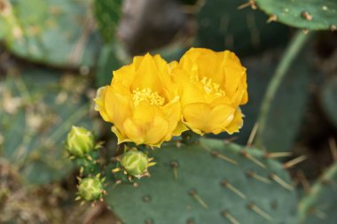 İki sarı, dikenli armut çiçeği tomurcuklanıyor