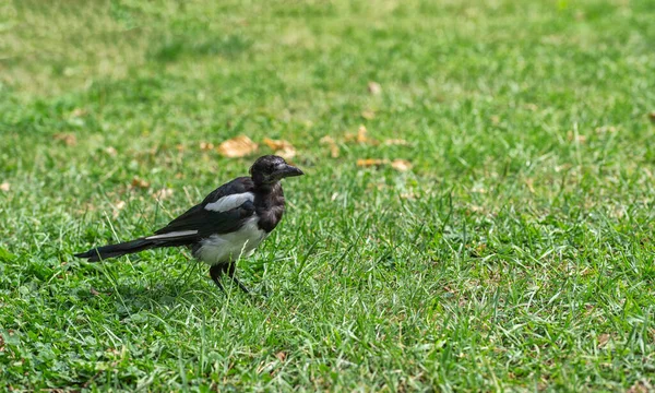 Сорок Птиц Гуляют Зеленой Траве Летнем Парке — стоковое фото