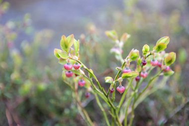 Böğürtlen çalısı ve soluk pembe çiçekler arka planda yaban mersini yapraklarına yakın.