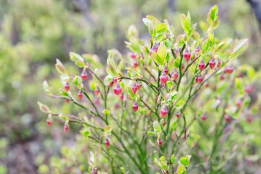 Böğürtlen çalısı ve soluk pembe çiçekler arka planda yaban mersini yapraklarına yakın.