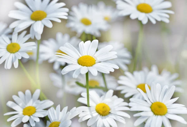 Bouquet Camomilles Blanches Sauvages Naturelles Sur Fond Lumineux — Photo