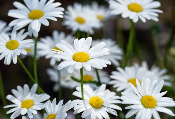 Bouquet Camomilles Blanches Sauvages Naturelles Sur Fond Sombre — Photo