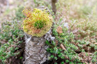 Kuzey İskandinav Boreal Ormanı 'nda bir çalıda yosun var.