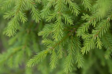 Noel ağacı yeşili desen sonbahar günü geç saatlerde. Yeni yıl arkaplanı