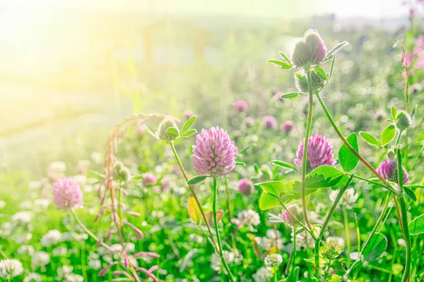 Rosa Klöver Ljus Grön Och Solstråle Fackla Bakgrund — Stockfoto