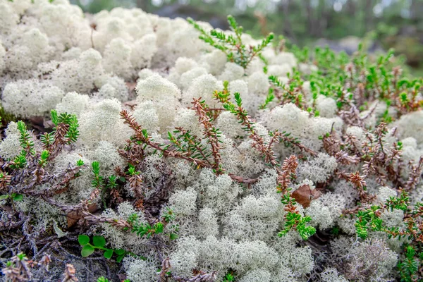 White Reindeer Lichen Background Pattern North Boreal Forest — Stock Photo, Image