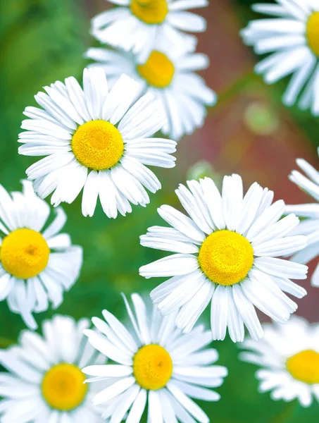 Bouquet Camomilles Blanches Sauvages Naturelles Sur Fond Lumineux Photo Verticale — Photo