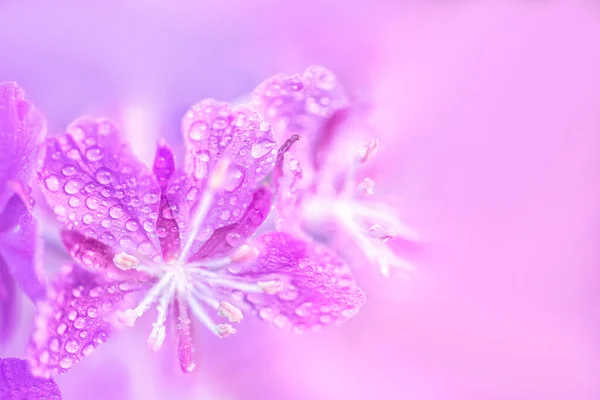 Flores Púrpura Con Gotas Agua Cierran Sobre Fondo Rosa Borroso —  Fotos de Stock