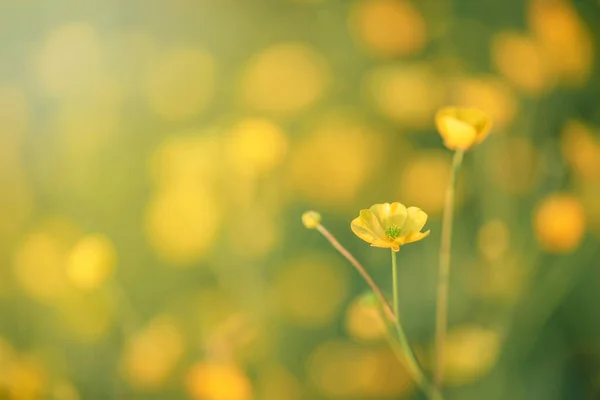 Potamot Potentilla Anserina Fleur Jaune Dans Herbe Avec Des Rayons — Photo