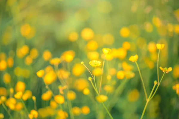 Potamot Potentilla Anserina Fleur Jaune Dans Herbe Avec Des Rayons — Photo