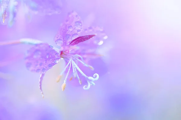 Fleurs Herbe Feu Lilas Avec Des Gouttes Eau Gros Plan — Photo