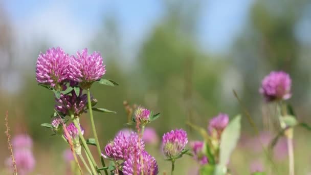 Plantas Silvestres Flores Trébol Entre Hierba Verde Viento Día Soleado — Vídeos de Stock