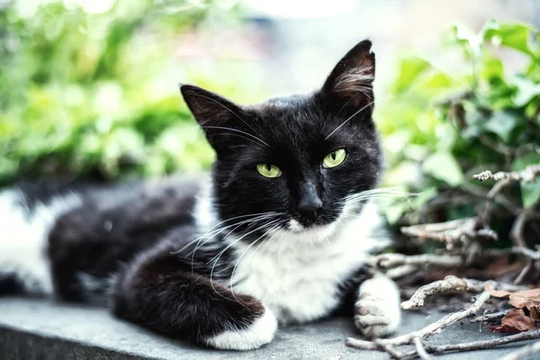 Retrato Gato Manchado Branco Rua Com Olhos Verdes Claros — Fotografia de Stock