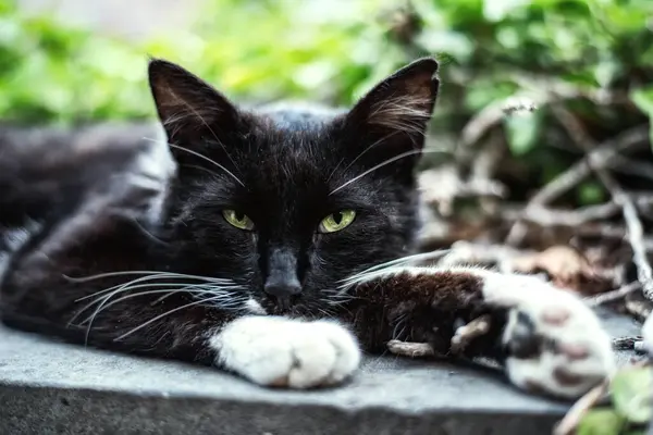 Retrato Gato Manchado Branco Rua Com Olhos Verdes Claros — Fotografia de Stock