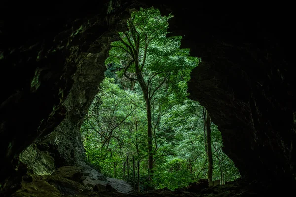 Utgång Karstgrottan Naturen Sochi National Park Buxbom Träd Emerald Berg — Stockfoto