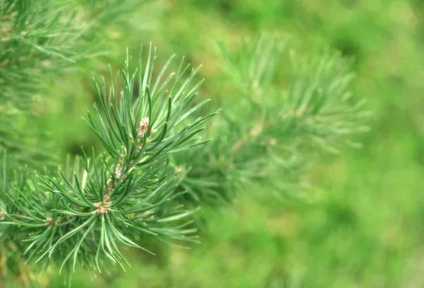 Yeşil Çam Iğnelerine Yakın Çekim Hafif Bir Bokeh Ile — Stok fotoğraf