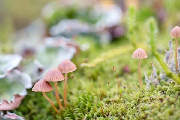 Kleine Bruine Paddestoel Een Groen Gras Linchen Het Finse Bos — Stockfoto