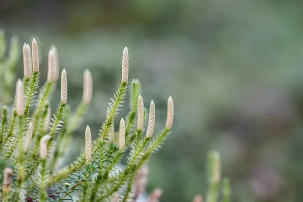 Kuzey Skandinav Boreal Ormanı Ndaki Parlak Yeşil Yosun Bitkilerinin Makro — Stok fotoğraf