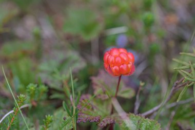 Boreal ormanındaki yeşil yaprakların arka planında olgun kırmızı bulutlu dut.
