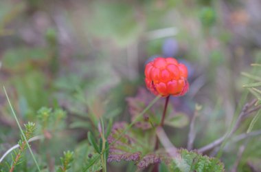 Boreal ormanındaki yeşil yaprakların arka planında olgun kırmızı bulutlu dut.