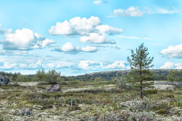 Yaz Günü Skandinavya Nın Kuzeybatısındaki Tundra Tepelerinin Ağaçlarının Manzarası — Stok fotoğraf