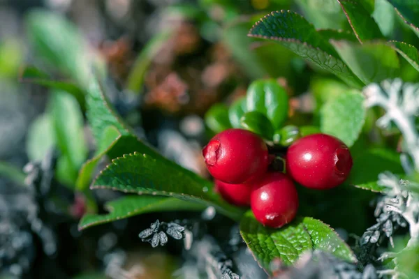 Zelené Makro Červené Ostružinové Bobule Listy Finském Lese — Stock fotografie