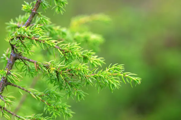 北芬兰森林里的绿松柏灌木丛里有浆果 — 图库照片