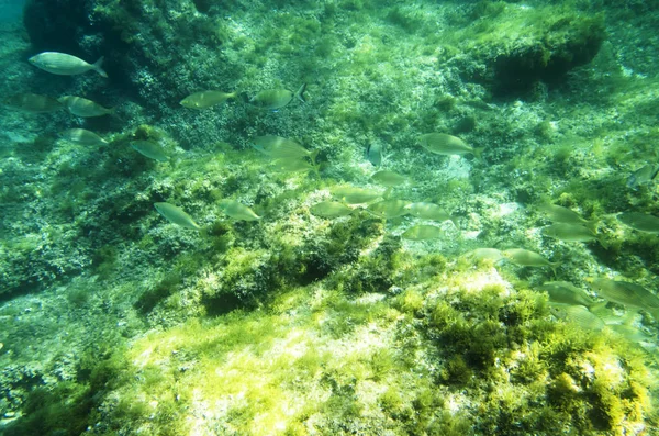 Ein Schwarm Salpeterfische Der Nähe Des Meeresbodens — Stockfoto