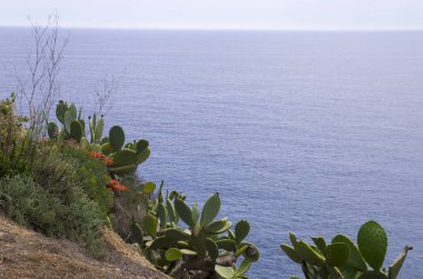 Kaktüsler üzerinde uçuruma Akdeniz