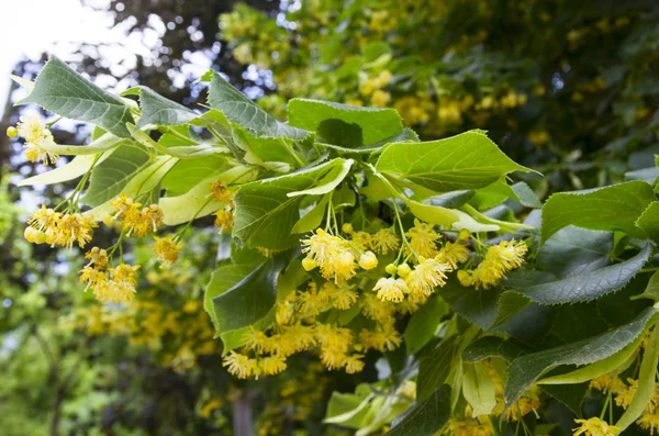 Bloeiende Linden Gele Bloemen Een Tak — Stockfoto