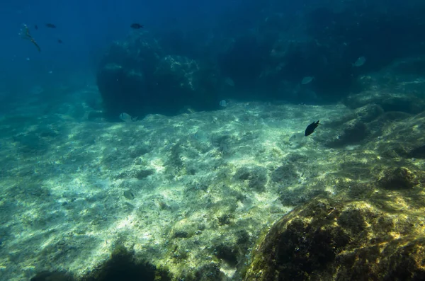 Underwater Landscape Fish Bottom — Stock Photo, Image