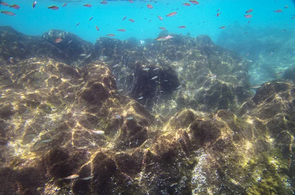 Peces Pequeños Cerca Del Fondo Pedregoso Del Mar Mediterráneo — Foto de Stock