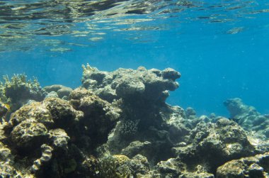 Kızıl Deniz resif kayalarda