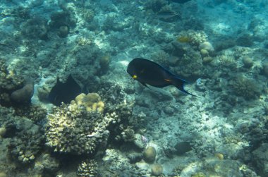 Red Sea'deki/daki bir mercan kayalığı balık