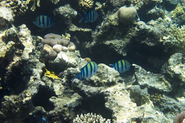 Fischsergeants Korallenriff — Stockfoto