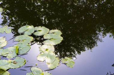 Nilüfer su yüzeyine bırakır