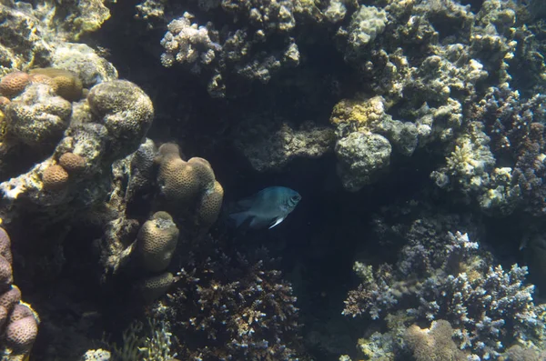 Rondine Pesce Indiano Nei Coralli Amblyglyphidodon Indicus Pale Damsel — Foto Stock